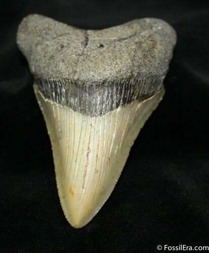 Megalodon Tooth SC #956